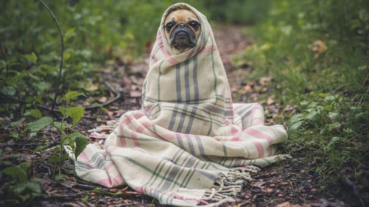 犬のベッド用寒さ対策！ベッドで有効な2つのグッズとは？わずか月150円でペットも快適。